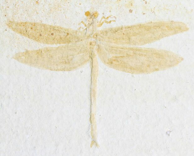Fossil Dragonfly (Tharsophlebia) - Solnhofen Limestone #77831